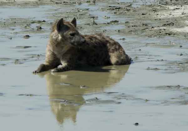 Hiena Manchada - cráter del Ngorongoro - Tanzania 2.jpg